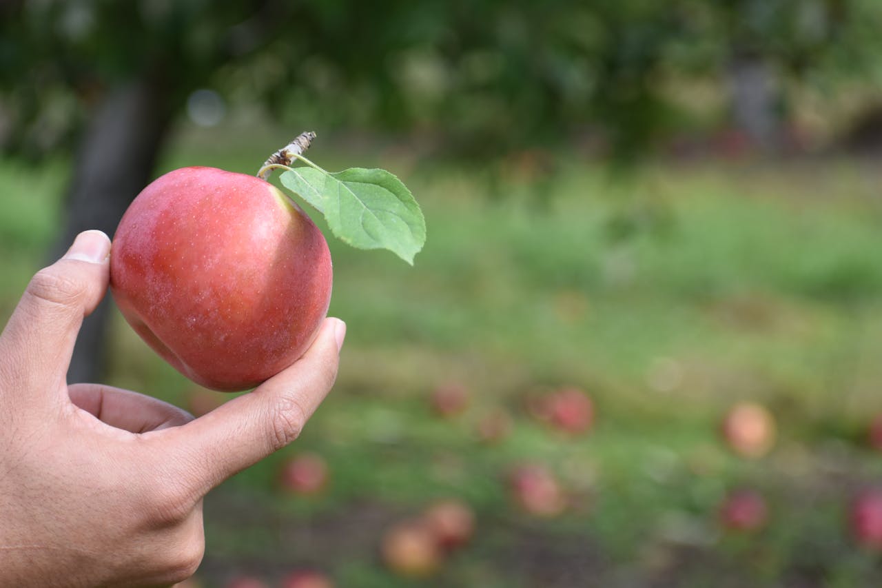 Close-up of a red apple being held in a human hand in an orchard setting with blurred green background.