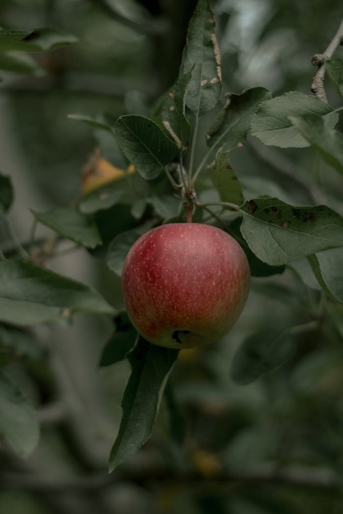 Close-up of a ripe red apple hanging from a tree branch surrounded by green leaves in natural light.